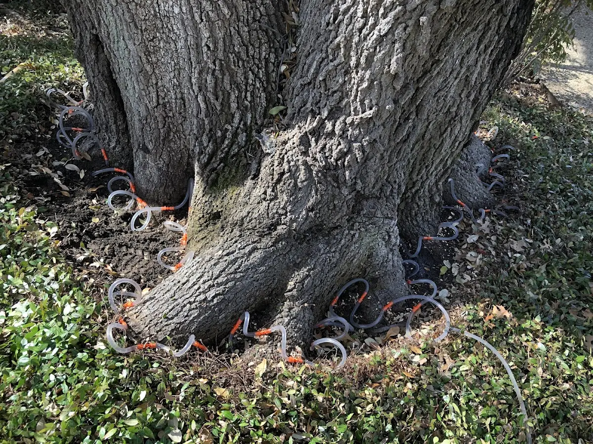 Detailed Tree Cabling and Bracing job site in Middlesex