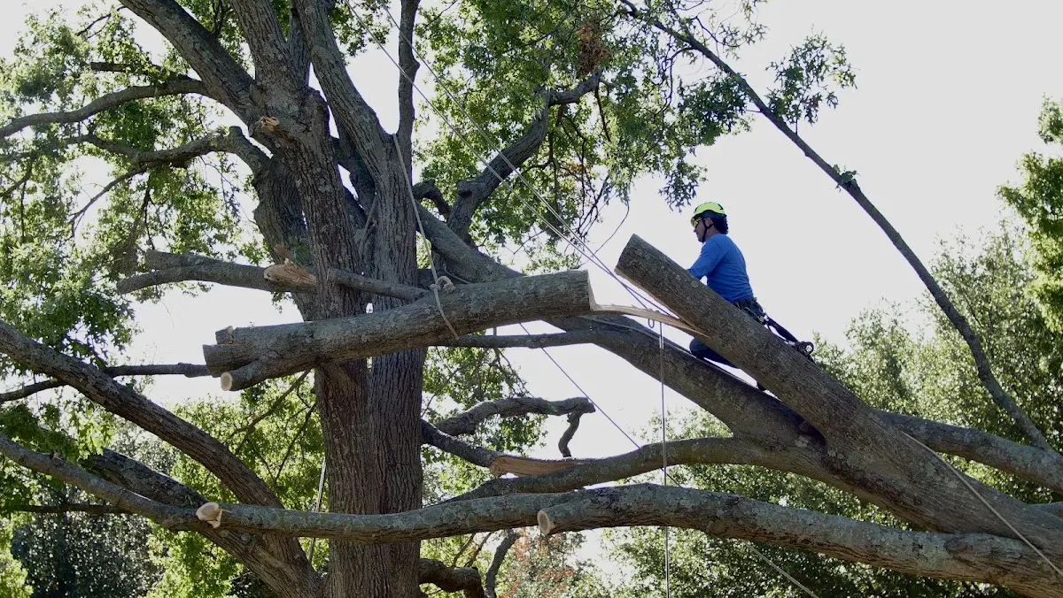 Professional Crown Thinning performed by certified arborists in Middlesex